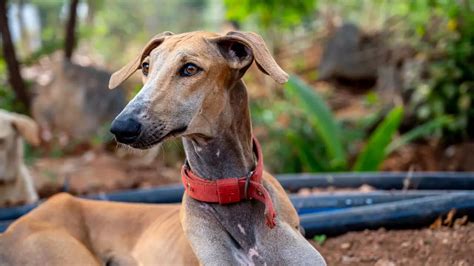 From Chippiparai to Rajapalayam: 5 lesser-known Indian pet dog breeds