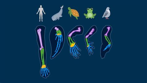 Evidence of Evolution 的图像结果