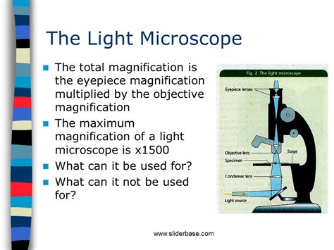 Image result for Microscope Magnification Power
