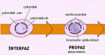 Mitoz bölünmenin evreleri nedir, pano üzerinde nasıl gösterilir?