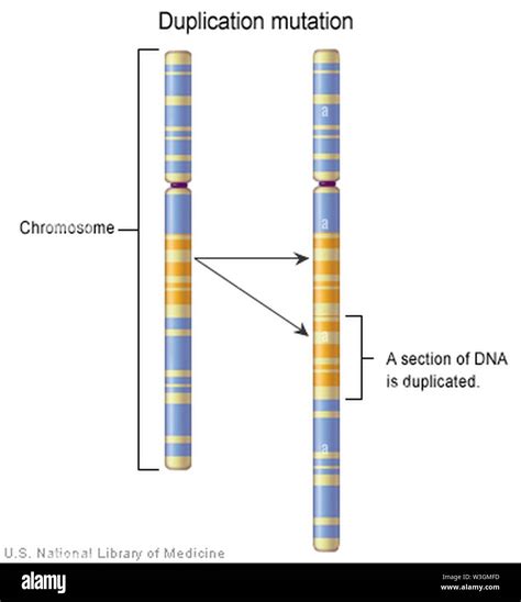 Chromosome duplication hi-res stock photography and images - Alamy