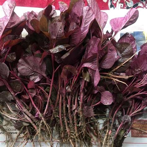Amaranthus Red Kanka Seeds - Vibrant Leaves, Sweet Stems, High Yield