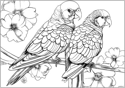 Free Printable Coloring Pages Parrot [2025]