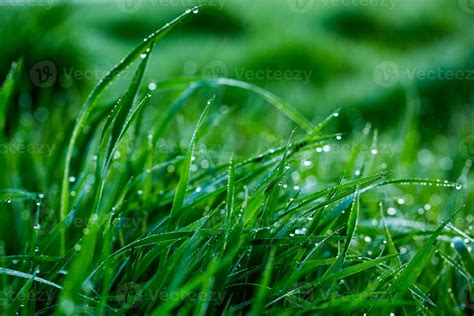 Morning dew on the grass. Shallow depth of field. Green grass with dew ...