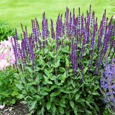 Шалфей дубравный Карадонна: купить в Москве саженцы Salvia nemorosa ...