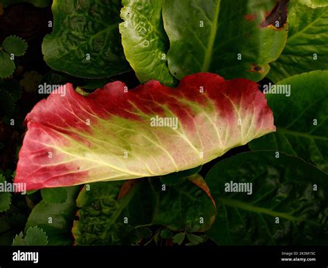 Close up of the evergreen perennial low growing garden plant Bergenia ...