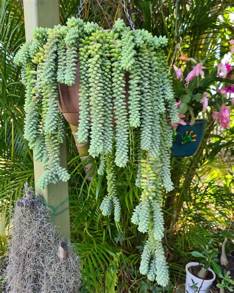 The Ultimate Guide To Hanging Succulent Plants