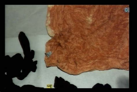 Jodi Arias Travis Alexander Evidence