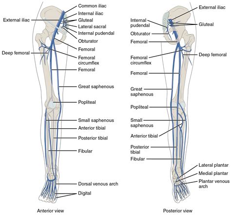 FINALLY WHAT I HAVE BEEN LOOKING FOR!!!! nerves of the lower limb ...