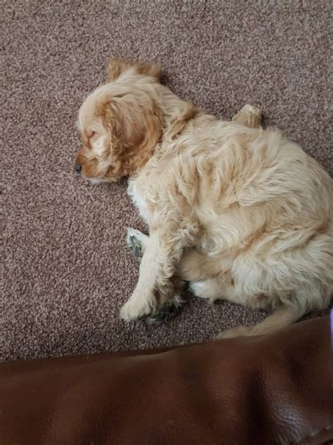 Image result for F1 Cockapoo