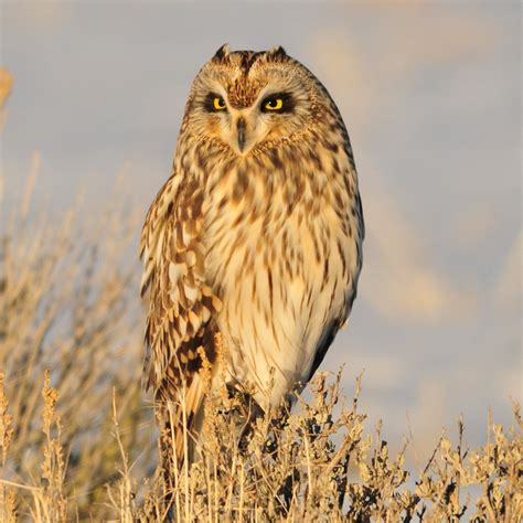 All 14 Owls in Oregon [With Sounds & Pictures]