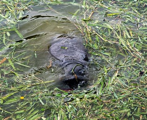 Manatees, Birds, Shaved Ice Vendors, and More! - Reviews, Photos ...