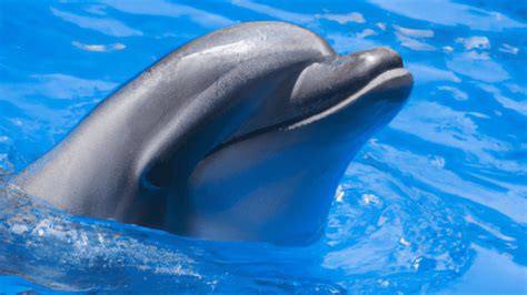 Dolphin Intelligence 的图像结果