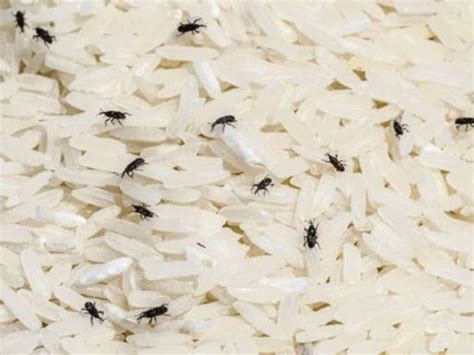 Rice And Wheat: চাল, গমের ড্রামে ফেলে দিন ২ টাকার এই সাদা জিনিস! একটা ...