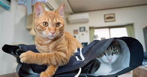 PETA’s post about anti-animal language draws flak, sarcasm and humour ...