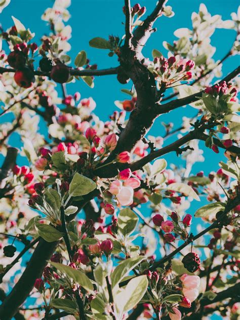 Photography in Nature 的图像结果