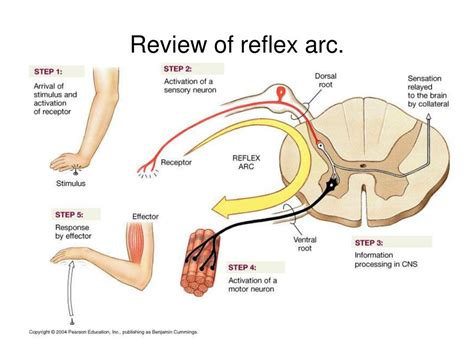 Image result for Reflex Arc Example