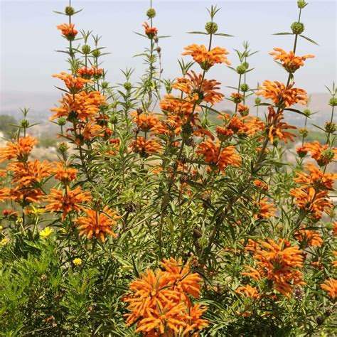 Lion's Tail (Leonotis leonurus) - Plants Express