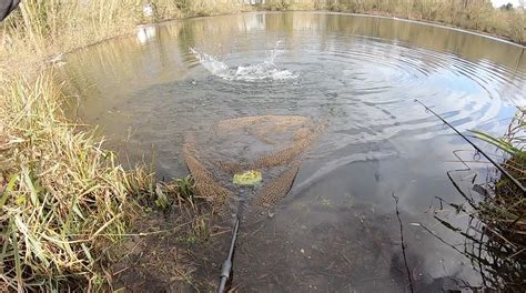 Image result for Netting Fast Fish Between Tanks