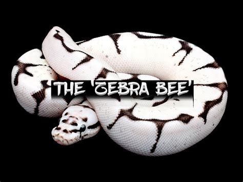 Image result for Killer Bee Axanthic Ball Python