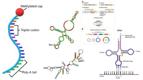 Guide RNA Function 的图像结果