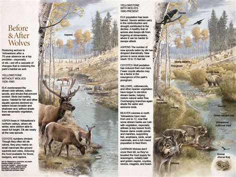 Image result for Introduction of Wolves in Yellowstone