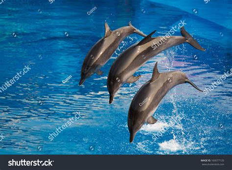 How Deep Do Dolphins Dive at Michael Tirado blog