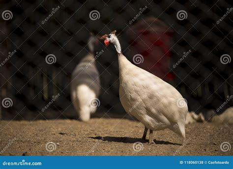 White Guinea fowl stock photo. Image of black, helmeted - 118060138