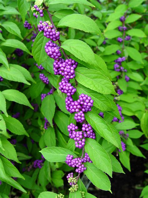 evergreen plants for small gardens