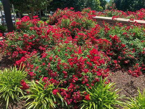 Rose Low Maintenance Shrubs Buy Drift® Red Rose Shrubs Online