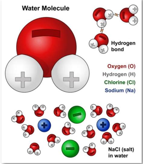 in salt sulution , salt is to blank while water is to blank - Brainly.in