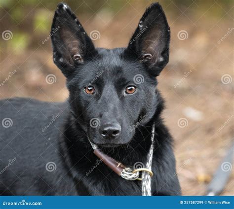 Black German Shepherd Belgian Malinois Mix Dog Portrait Stock Image ...