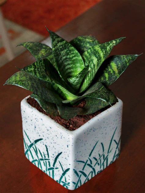 Rolling Nature Ceramic Pot With Sansevieria Hahnii Green Milt Air ...
