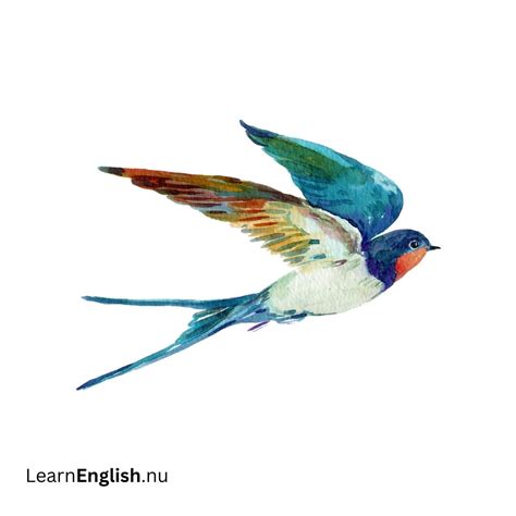 Bird Names in Spanish: 77 Birds in Spanish to English - learn spanish