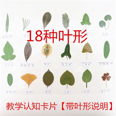 树叶拼图大全，幼儿园树叶拼图动物参考-实用手工-编法图解-中国结艺网