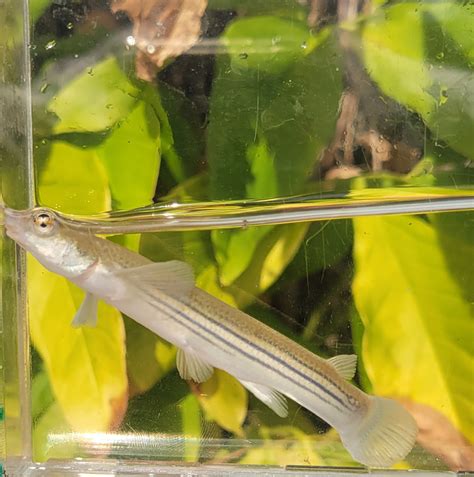 Four Eyed Fish — Anableps anableps - Buy Live Fish online | Online Fish ...