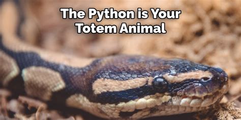 Image result for Python Animal Meaning