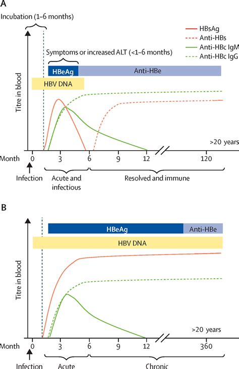 Hepatitis B - The Lancet