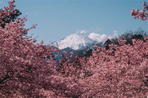 Sakura Sakura: Talking About Cherry Blossoms in Japanese | Tokyo Weekender