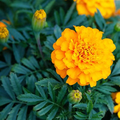 African Marigold Container