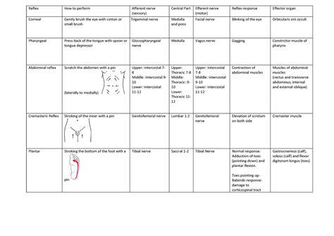 Hyperactive Reflexes 的图像结果