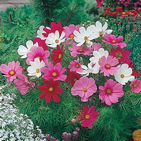 Creative Farmer Flower Seeds : Brahmaand Phool Cosmos For Containers ...