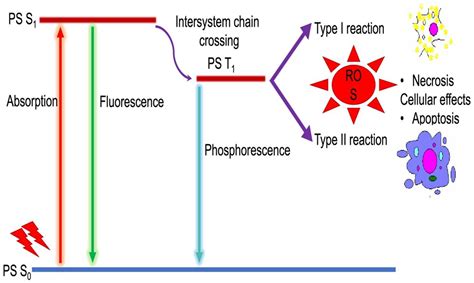 Photoactive Herbal Compounds: A Green Approach to Photodynamic Therapy