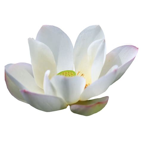 White Lotus Flower