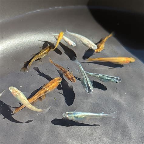 Medaka, Platinum - Japanese Rice Fish - Oryzias Latipes – HPA