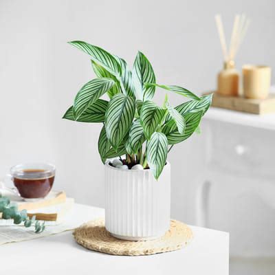 Green Guardian: Order Apology Flowers Online | Interflora India ...