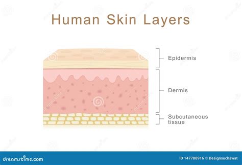 Human Skin Layers stock illustration. Illustration of face - 147788916