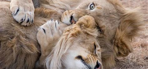 Lioness Interrupting Two Lions Humping Each Other Is Every Curious ...