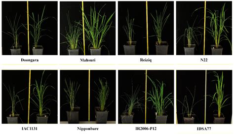 Proteomic Responses to Drought Vary Widely Among Eight Diverse ...