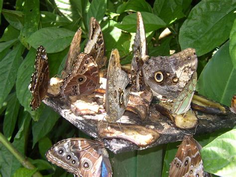 Kelebekler (Lepidoptera) - Kelebek Resimleri (1. Katalog) - Sayfa 20